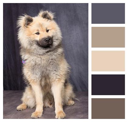 Dog Eurasier Dog Nature Image